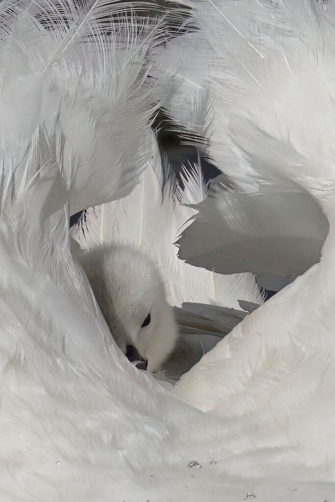 Mute Swan, Behaviour