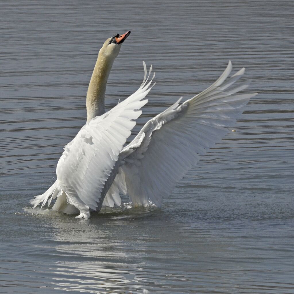 Cygne tuberculé, identification