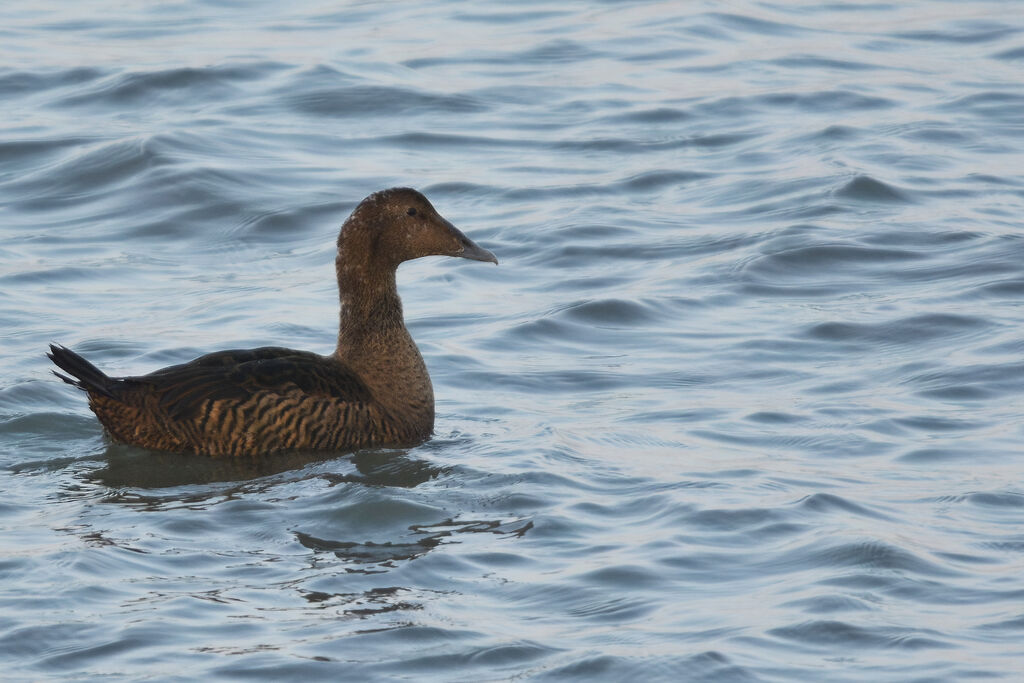 Eider à duvet femelle adulte