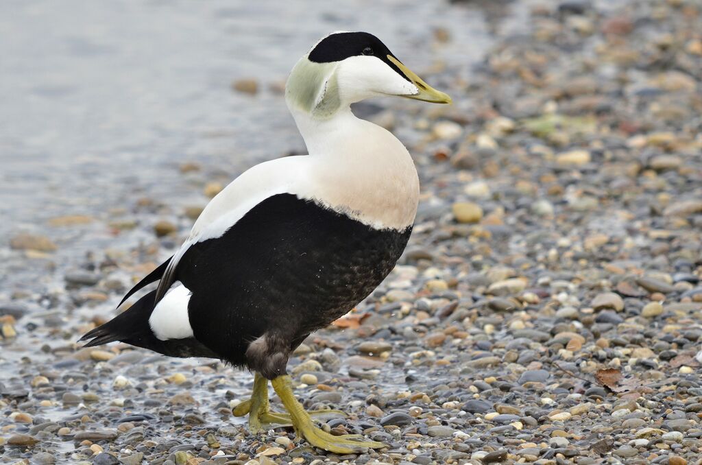 Common Eider male, identification