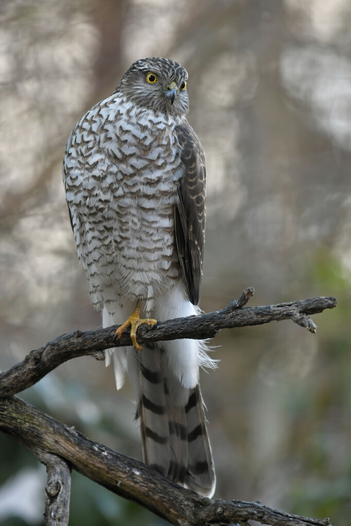Eurasian Sparrowhawkjuvenile, identification