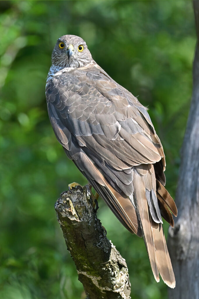 Épervier d'Europe femelle adulte, identification