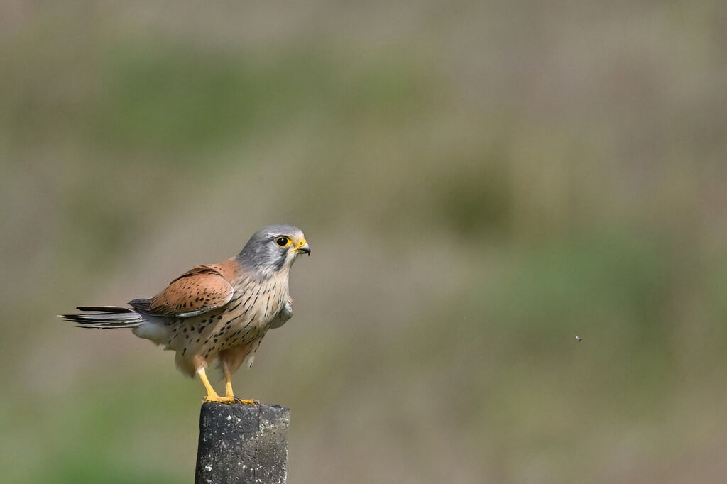 Common Kestrel male adult, identification