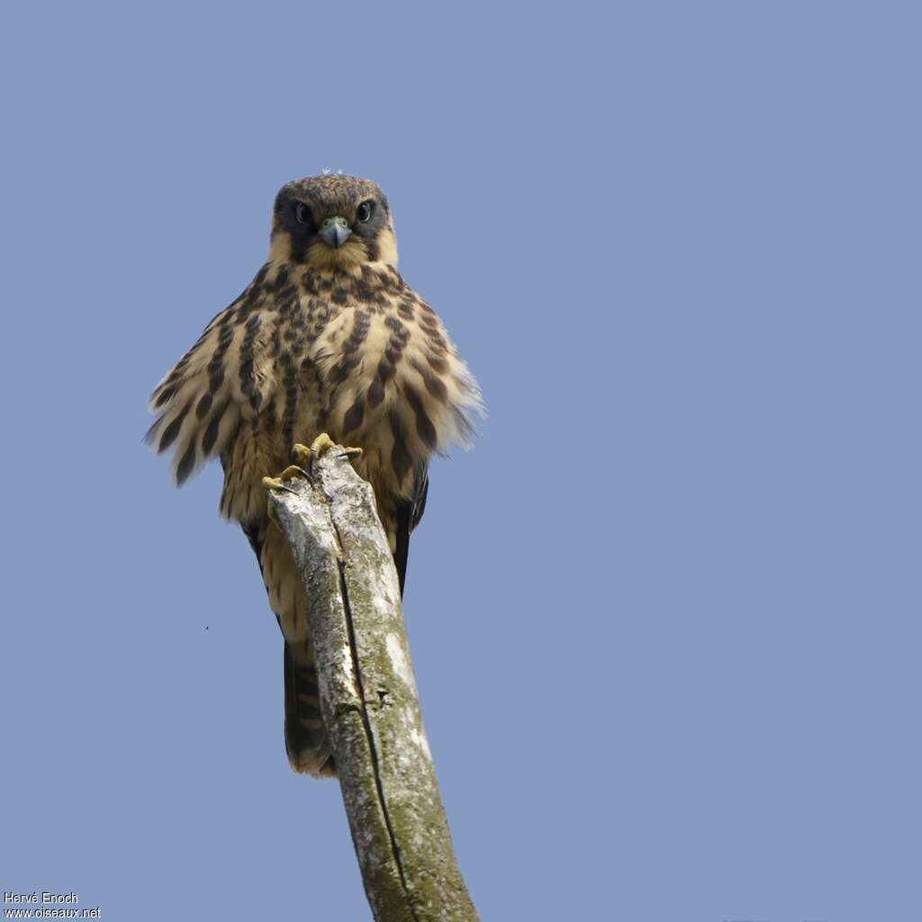Faucon hobereaujuvénile, portrait