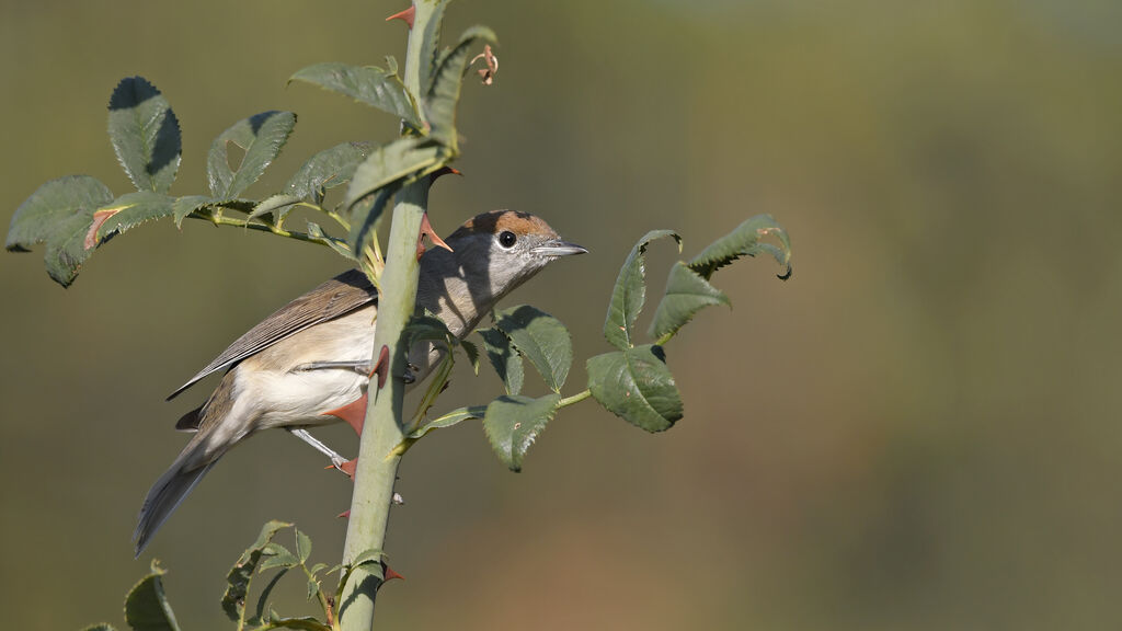 Eurasian Blackcap female adult, identification