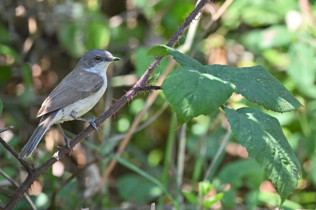 Fauvette babillardeadulte, identification