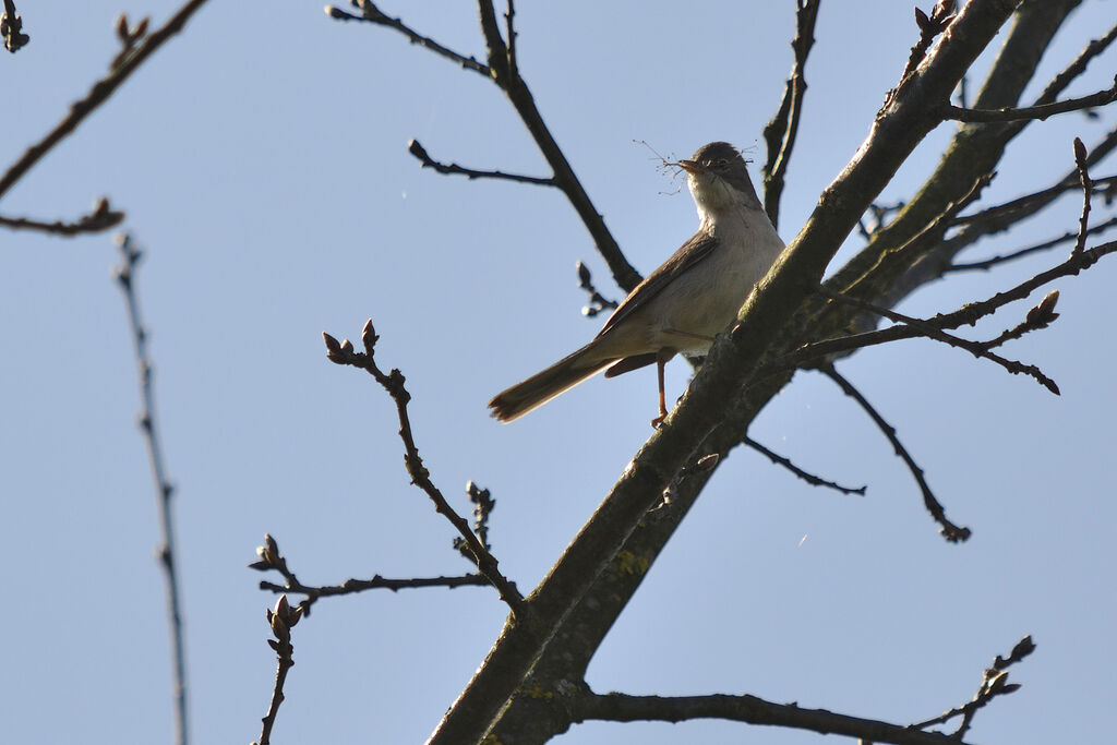 Common Whitethroat, Reproduction-nesting