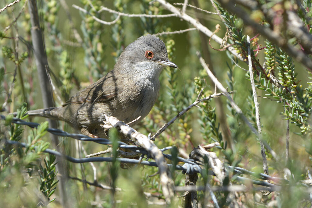 Sardinian Warbler female adult