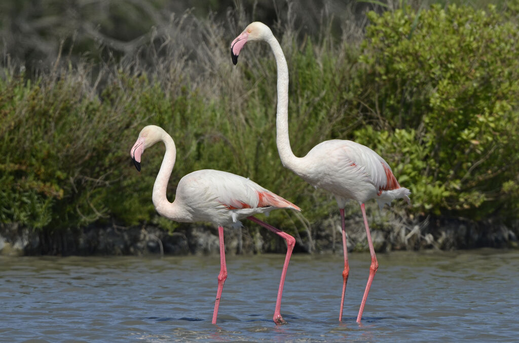 Flamant rose 