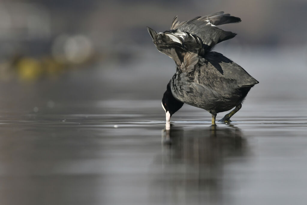 Eurasian Cootadult, drinks