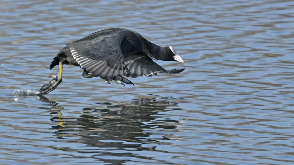 Eurasian Cootadult