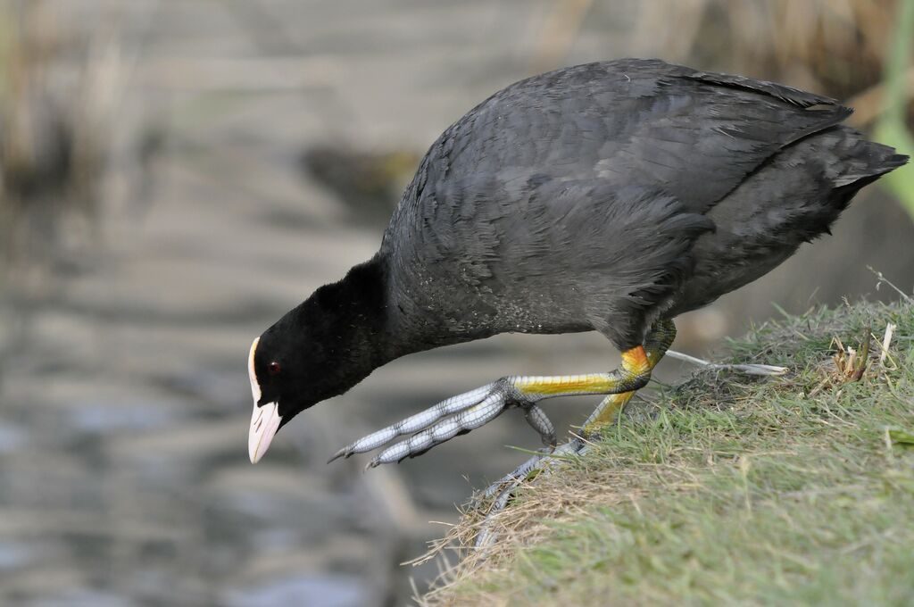 Eurasian Coot, identification