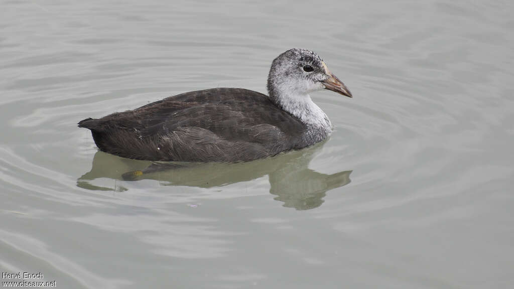 Eurasian Cootjuvenile, identification