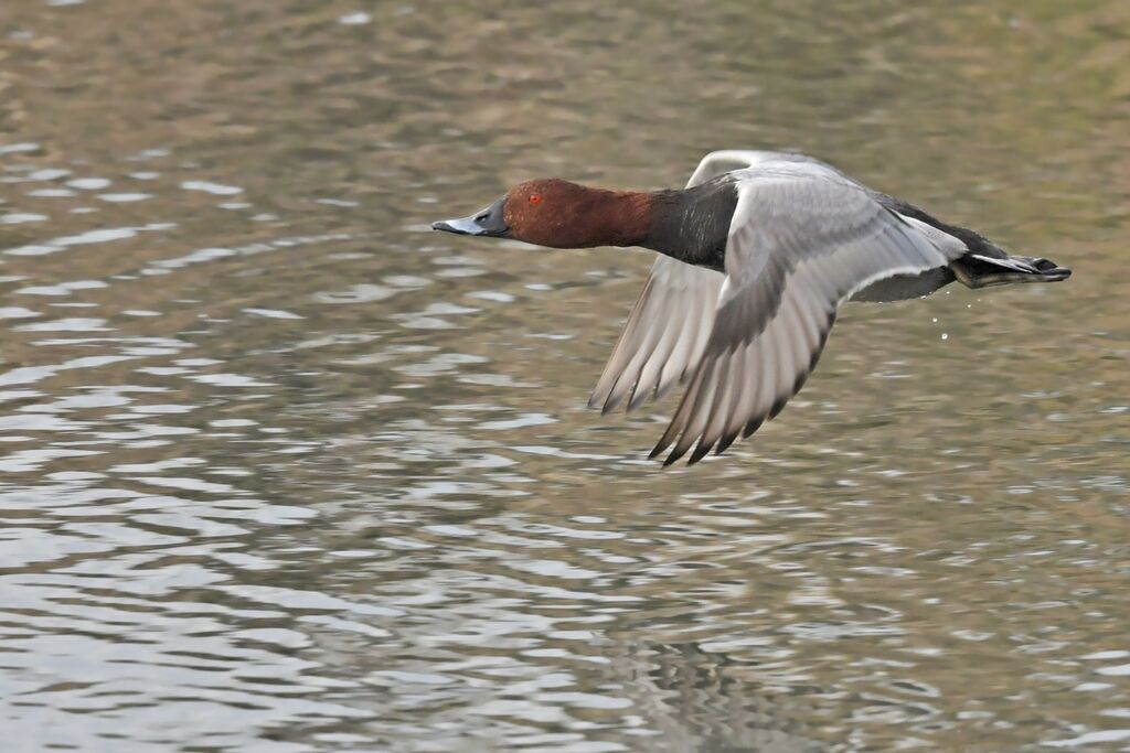Common Pochardadult breeding, Flight