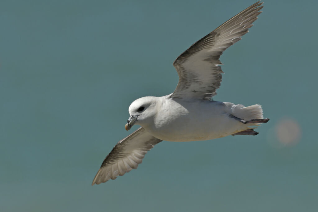 Fulmar boréaladulte, identification