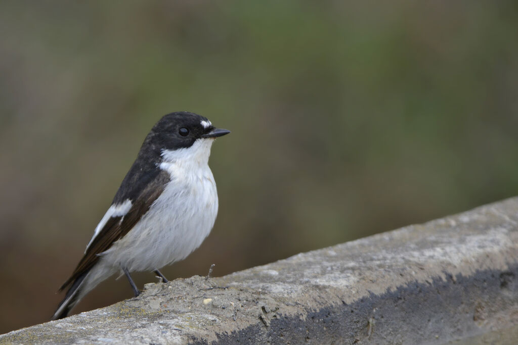 European Pied Flycatcher male adult