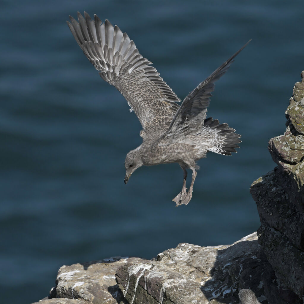 European Herring Gulljuvenile, Flight