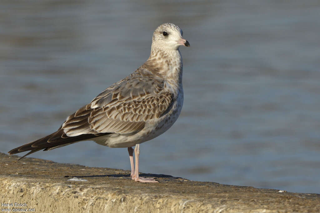 Common Gullimmature, identification