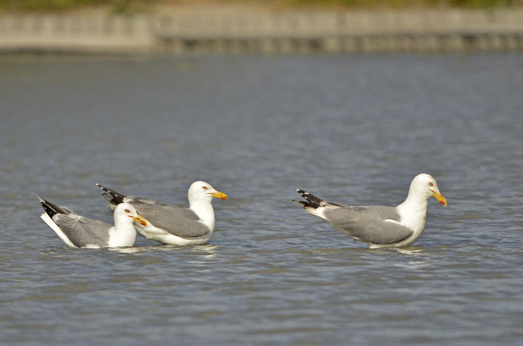 Goéland leucophéeadulte nuptial, identification