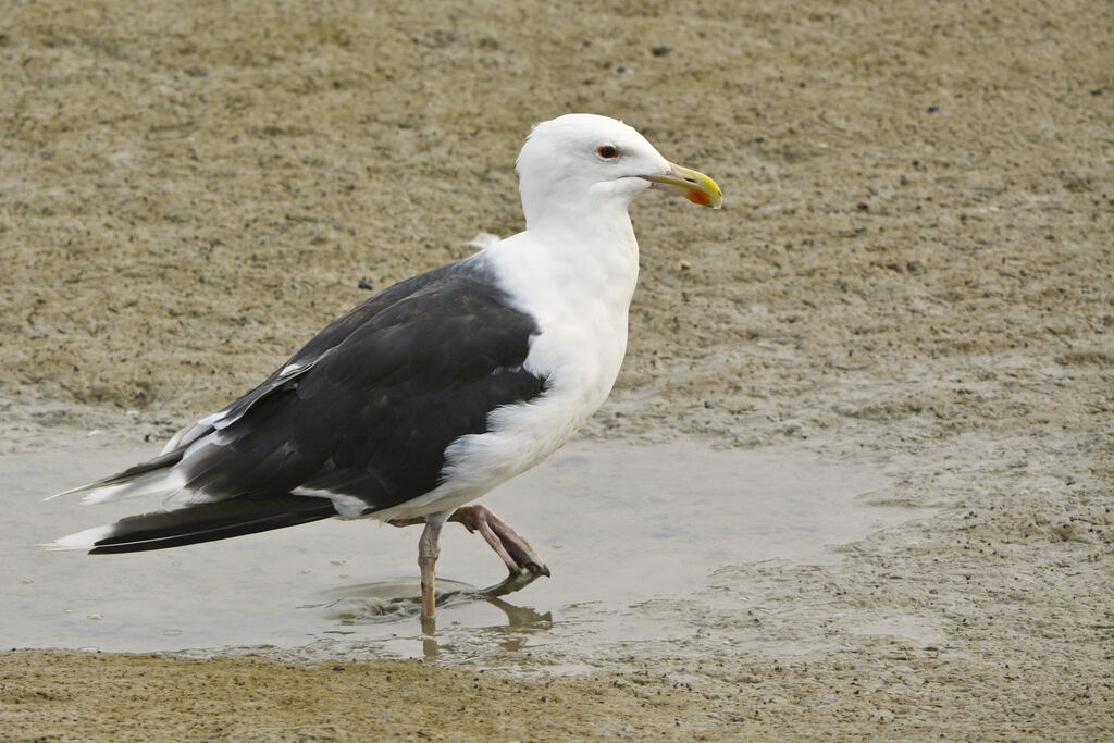 Great Black-backed Gulladult breeding, identification