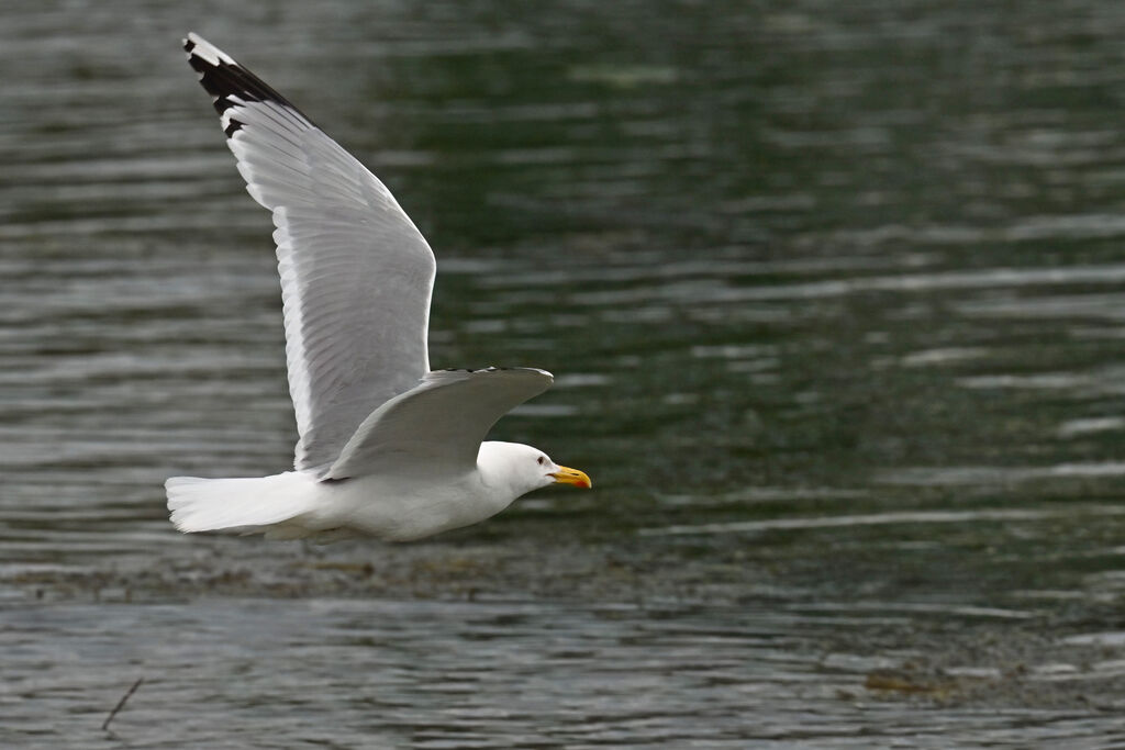 Caspian Gulladult breeding, identification
