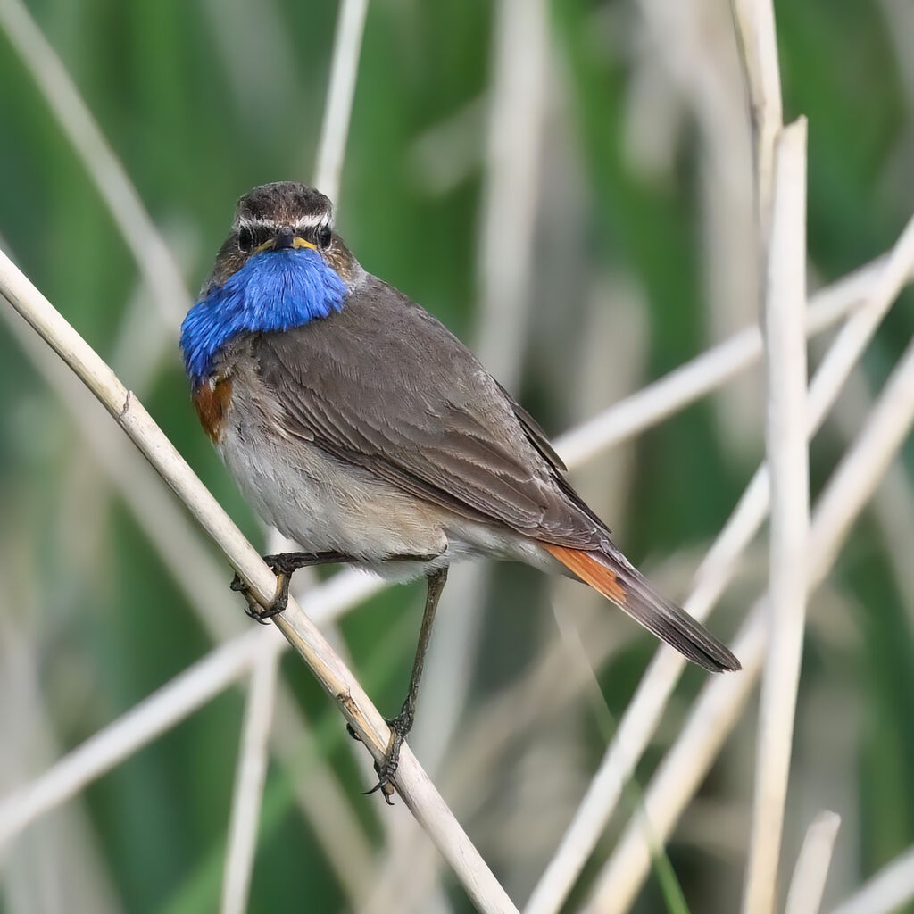 Gorgebleue à miroir mâle adulte nuptial, identification