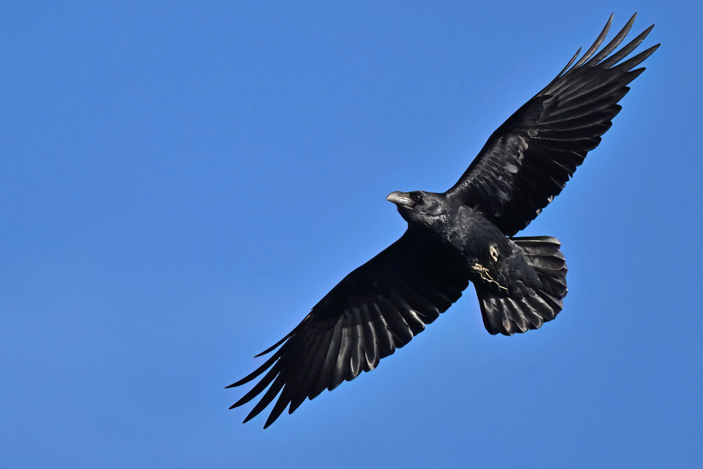 Grand Corbeauadulte, identification