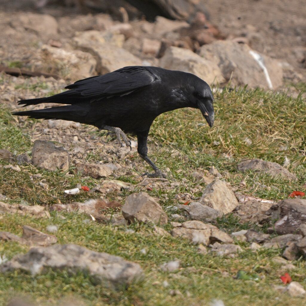 Grand Corbeau