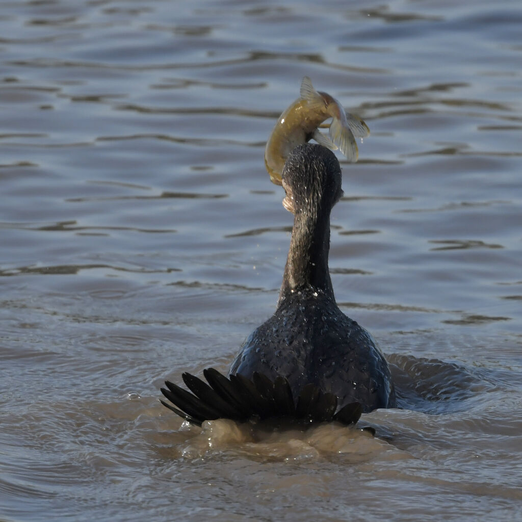 Grand Cormoranadulte, régime, pêche/chasse