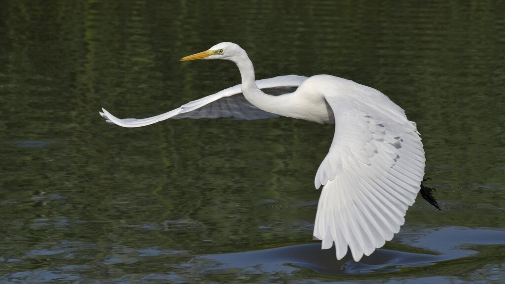 Grande Aigrette