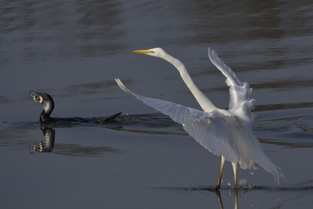 Great Egret, Behaviour