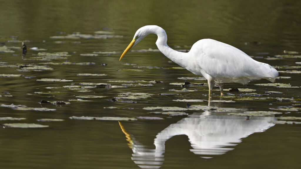 Great Egret