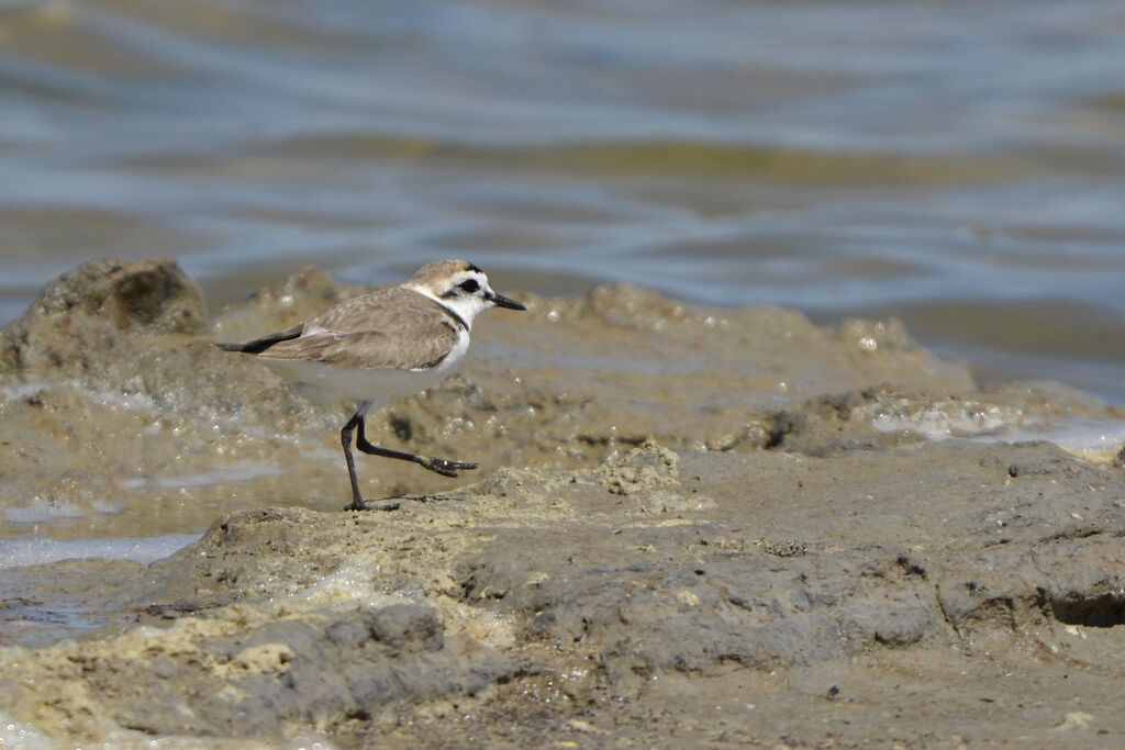 Kentish Plover, identification