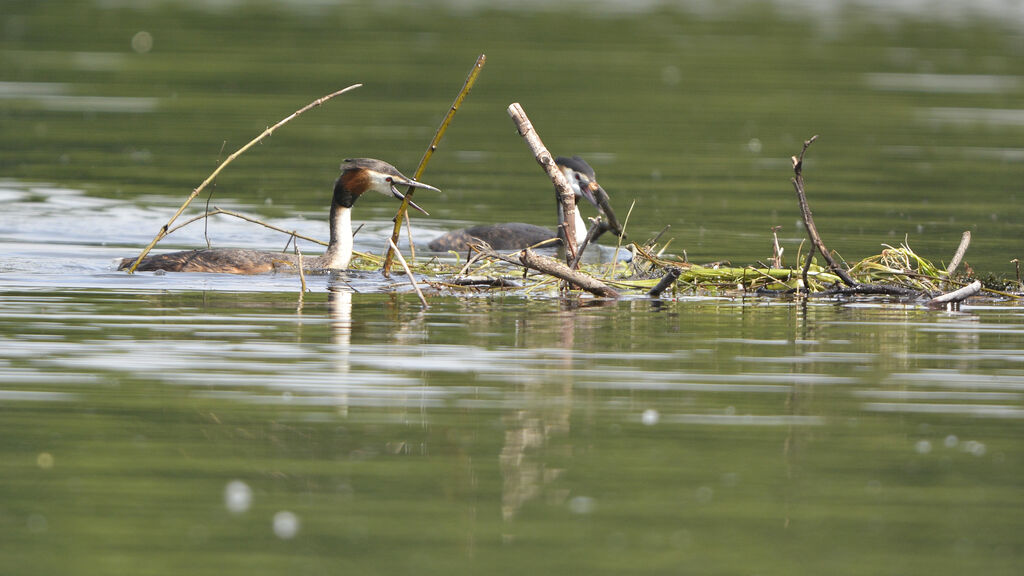 Great Crested Grebe, Reproduction-nesting