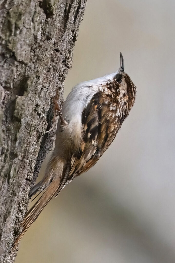 Short-toed Treecreeperadult, identification