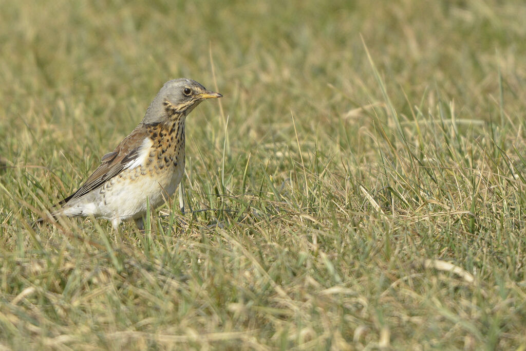 Fieldfare, identification