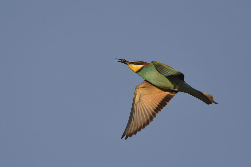 European Bee-eater, Flight
