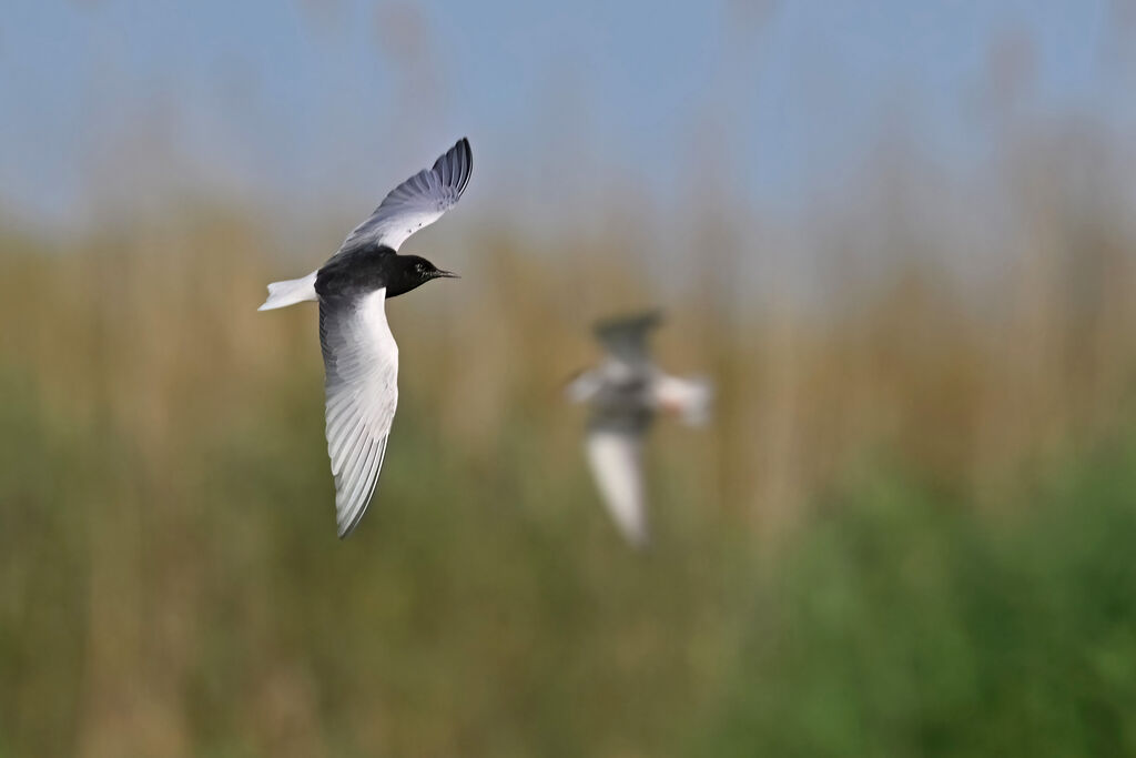White-winged Ternadult breeding, identification