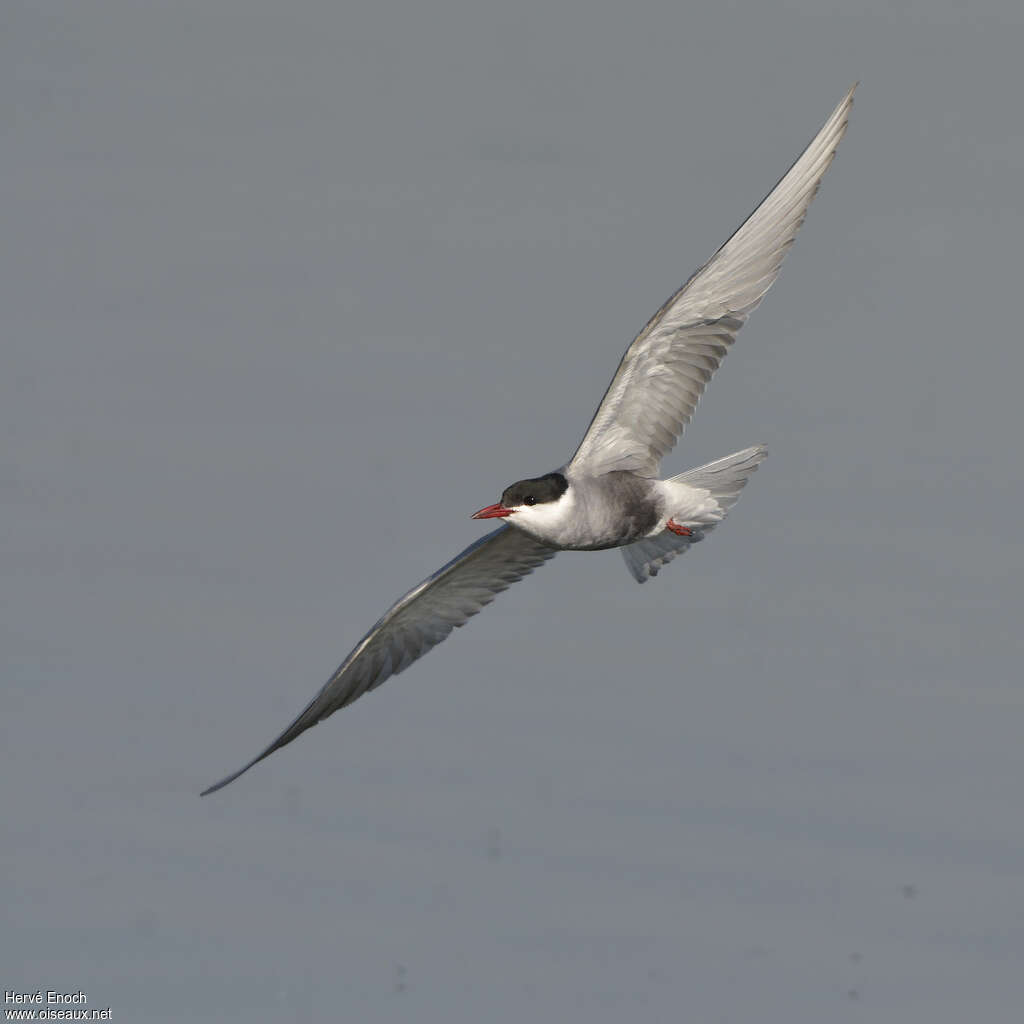 Whiskered Ternadult breeding, pigmentation, Flight