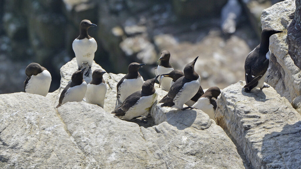 Common Murreadult breeding, feeding habits