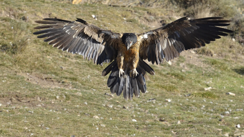 Bearded VultureThird  year, Flight