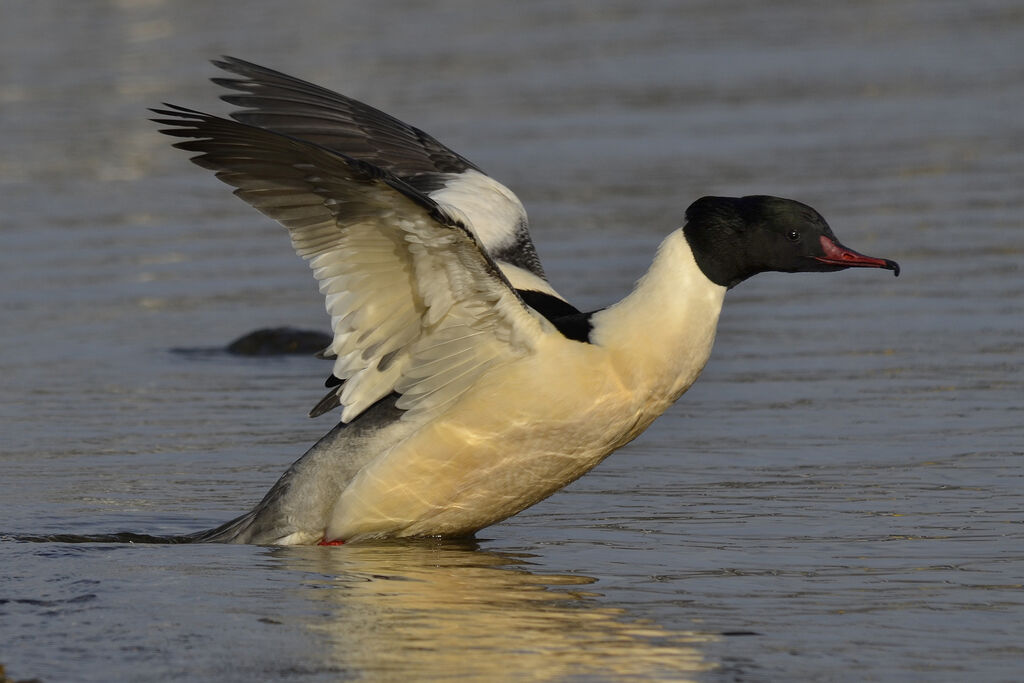 Common Merganser male adult breeding