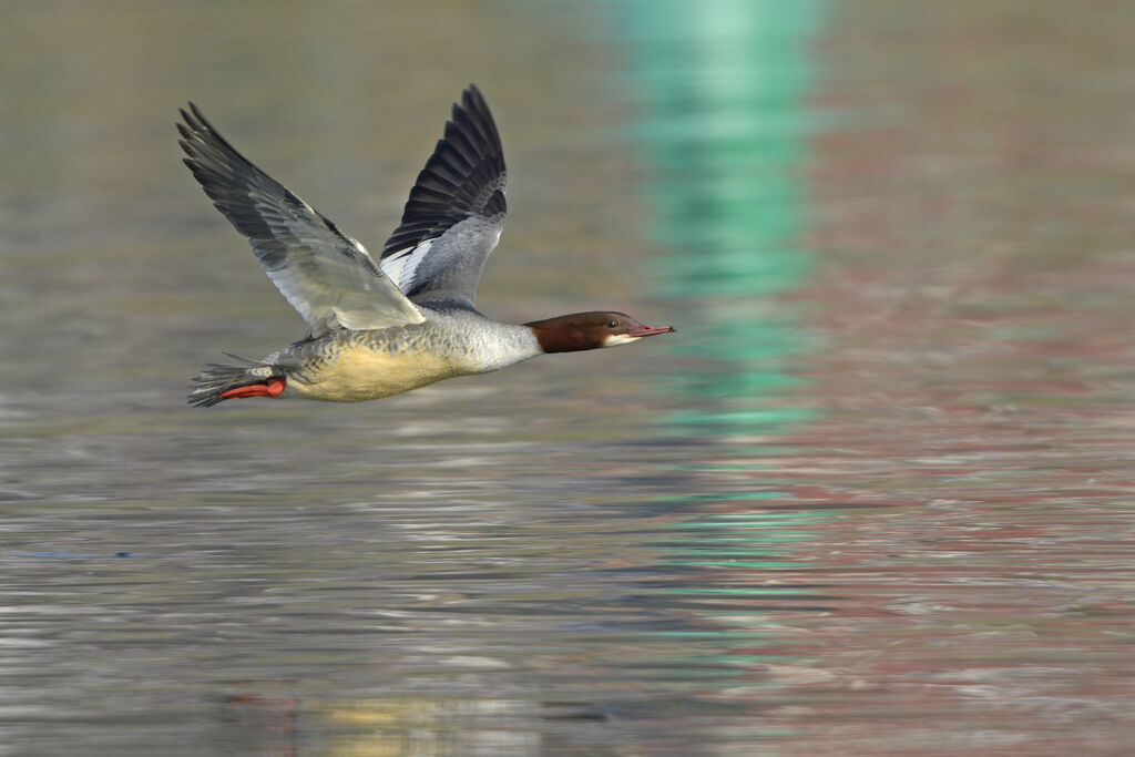Common Merganser female adult