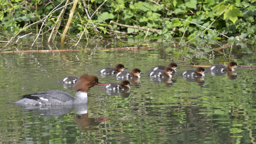 Common Merganser