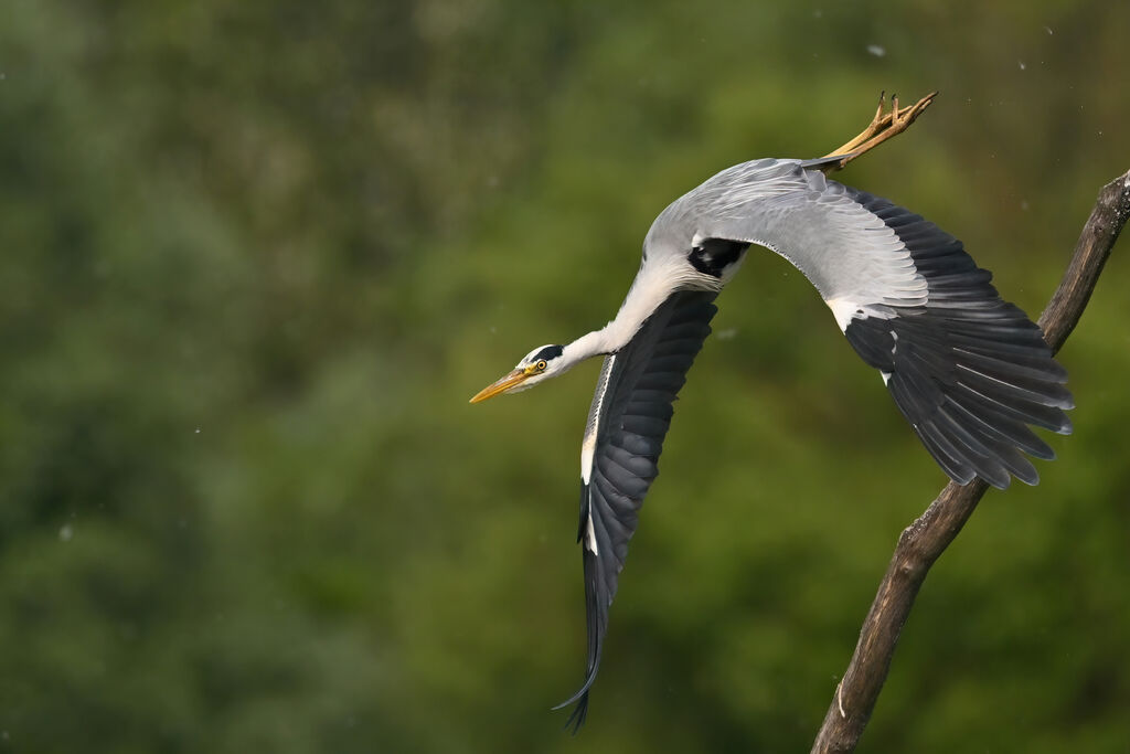 Grey Heron