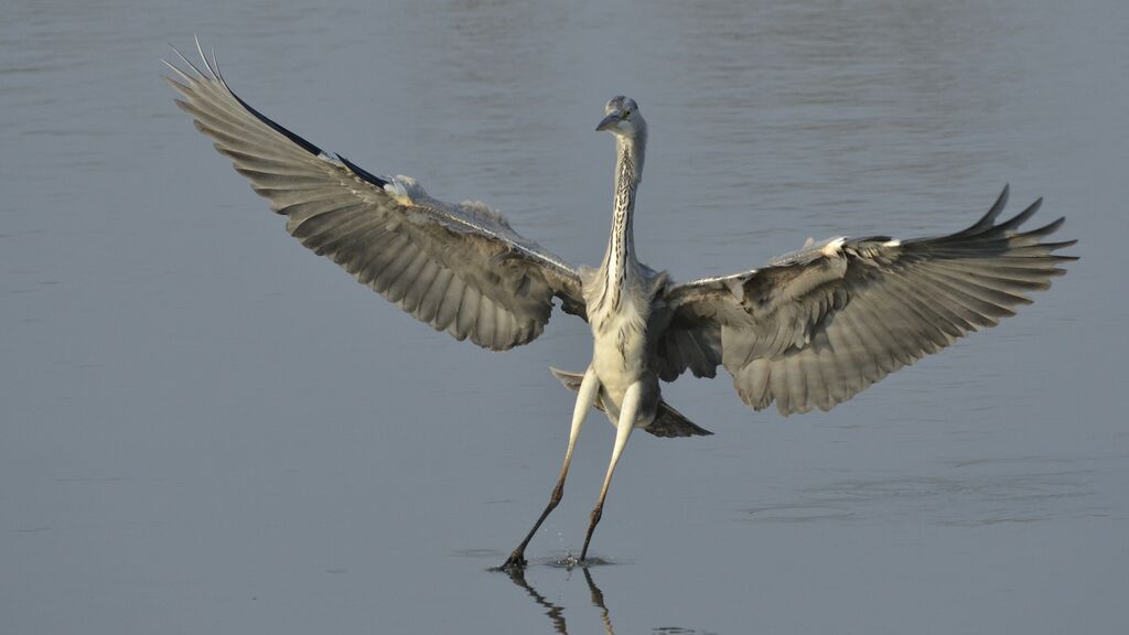 Grey Heron