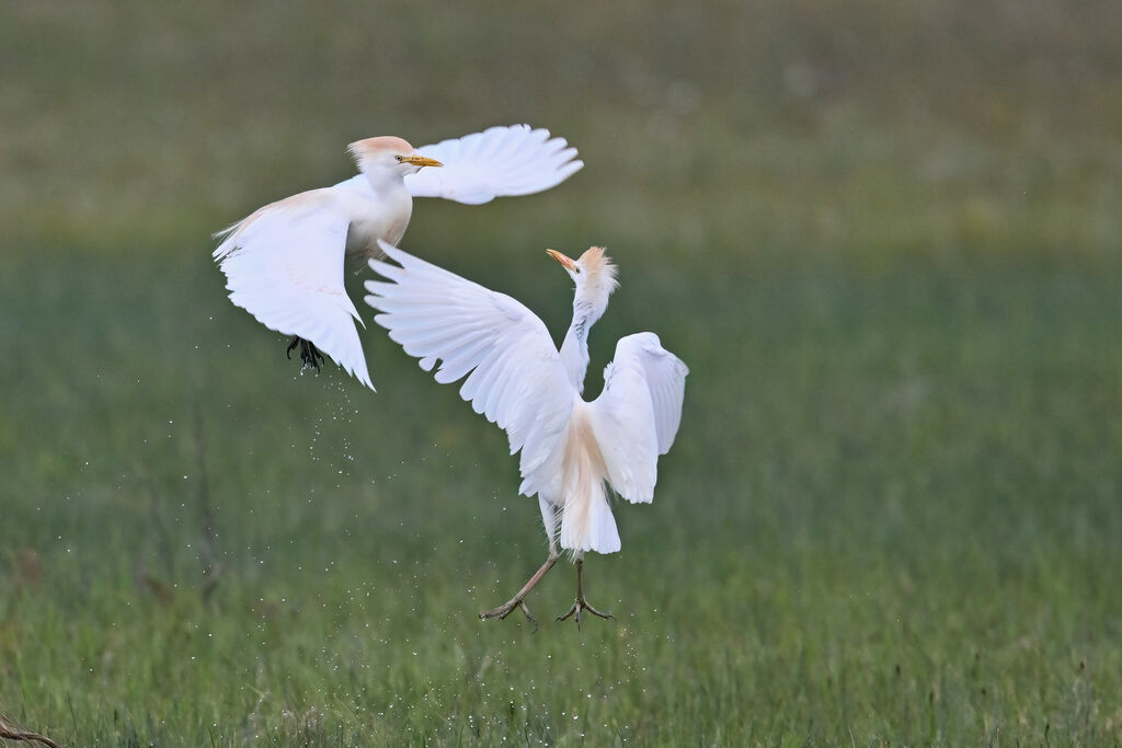 Western Cattle Egretadult, Behaviour