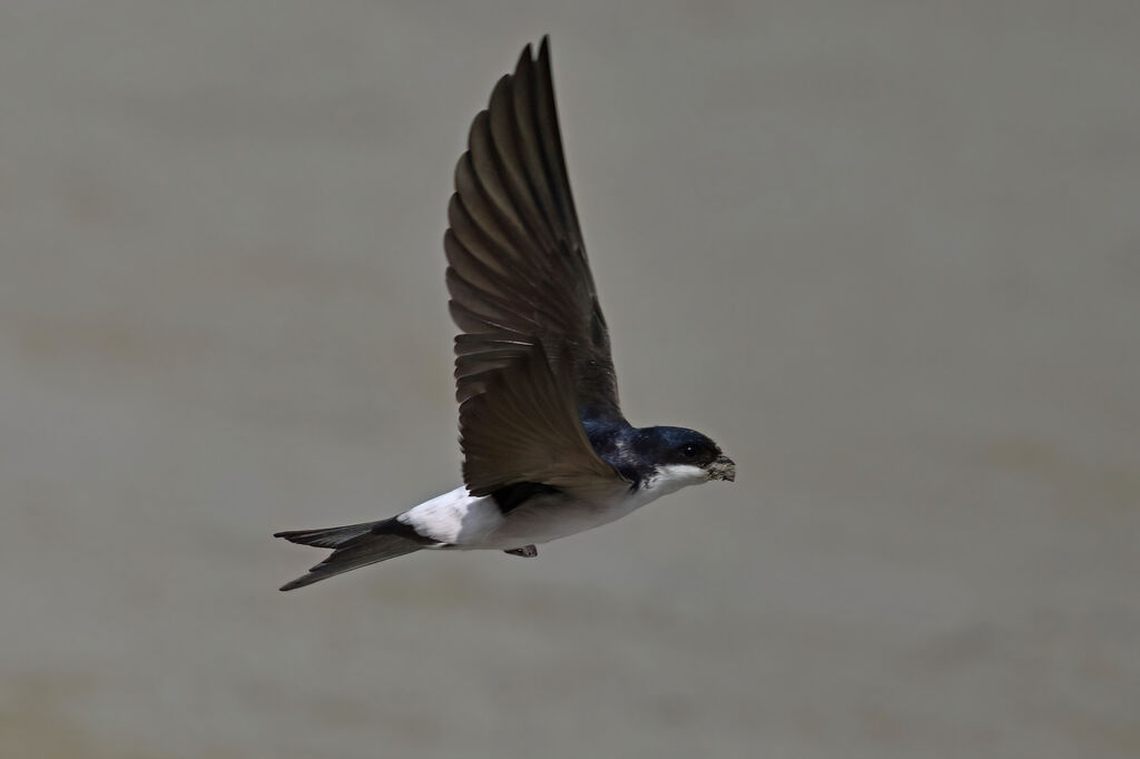 Western House Martinadult breeding, Flight