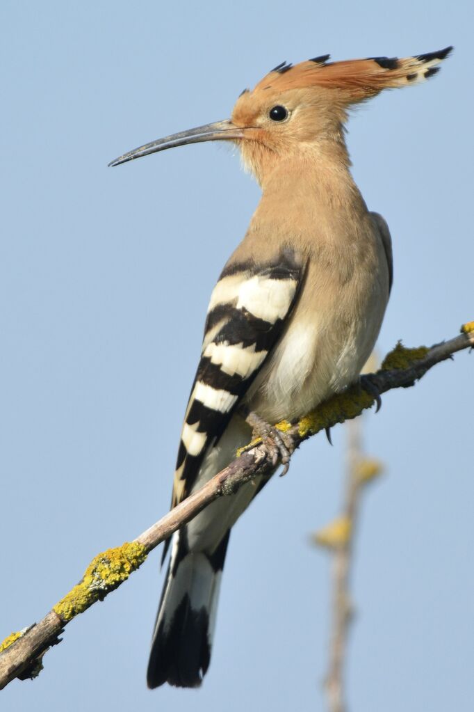 Huppe fasciée, identification