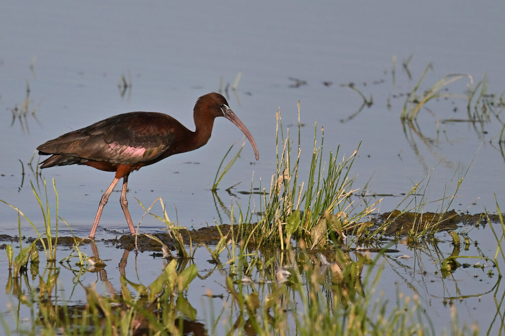Glossy Ibisadult breeding, identification